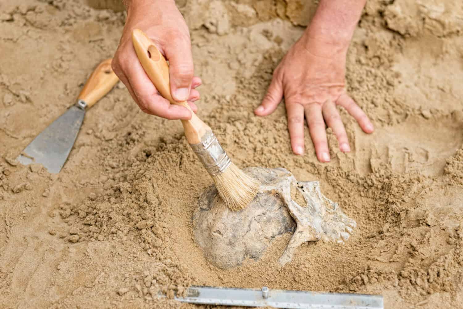 Archiologist examining the fossilized remains.