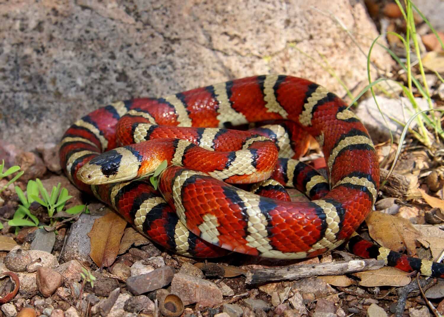 An Arizona coral snake, identifiable by its signature red, yellow, and black stripes.
