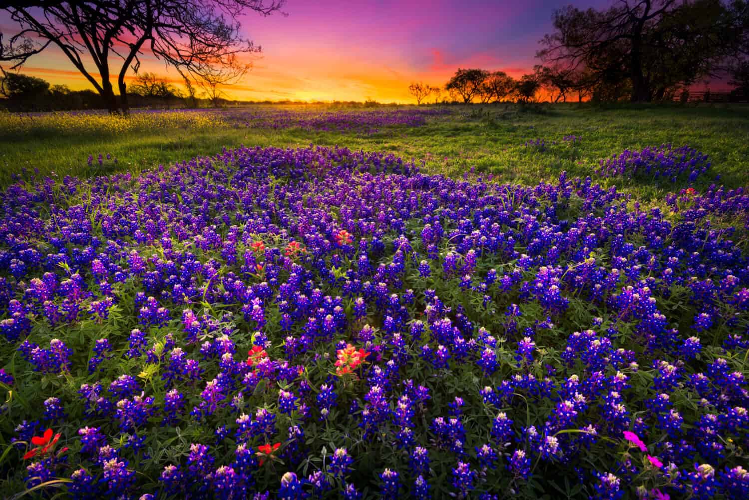 Dawn breaks over a field of bluebonnets and Indian paintbrushes near Fredericksburg, TX