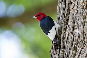 Black and White Bird with Red Head: 18 Species It Might Be photo