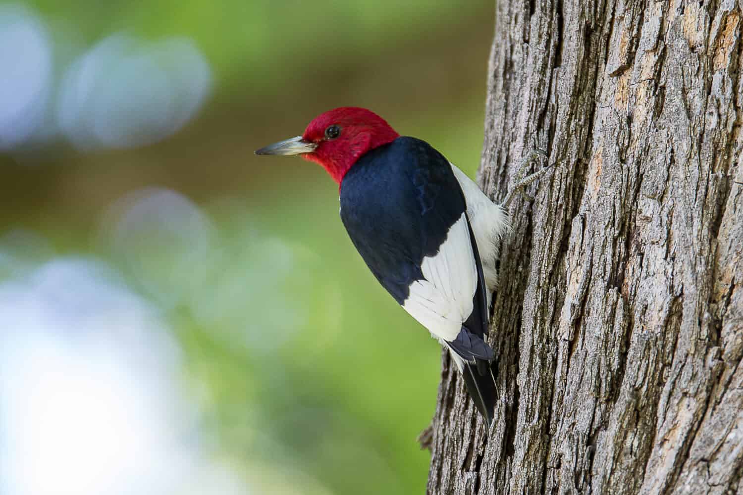 Red-headed Woodpecker perches on a tree.