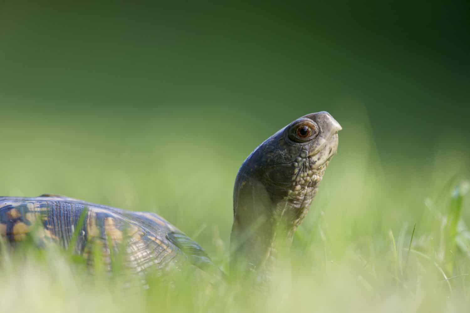 An Eastern Box Turtle walks through the tall green grass.