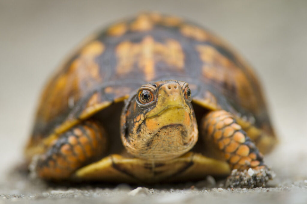 A close up photo of an Eastern Box turtle. 