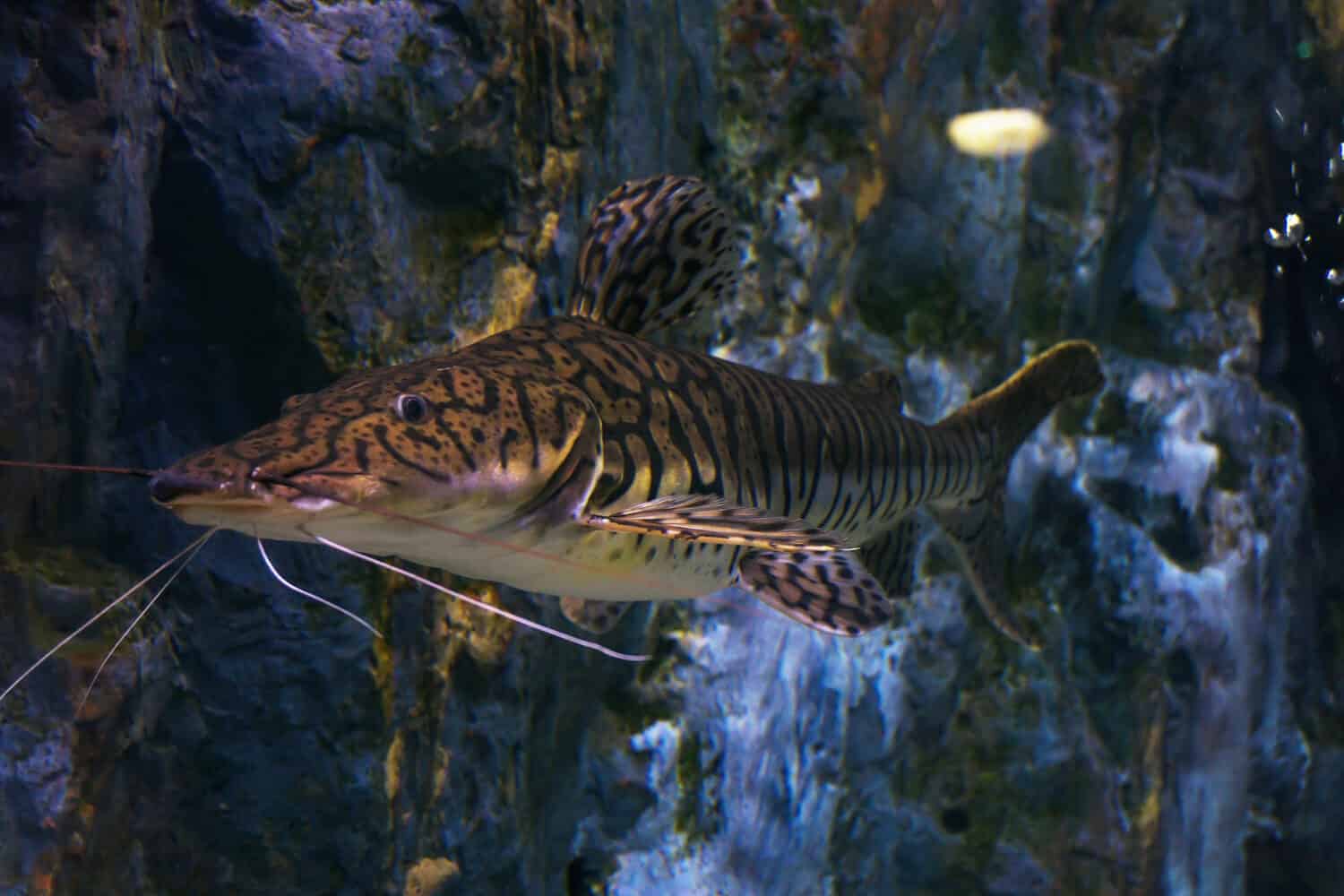 Tiger shovelnose catfish, Pseudoplatystoma fasciatum