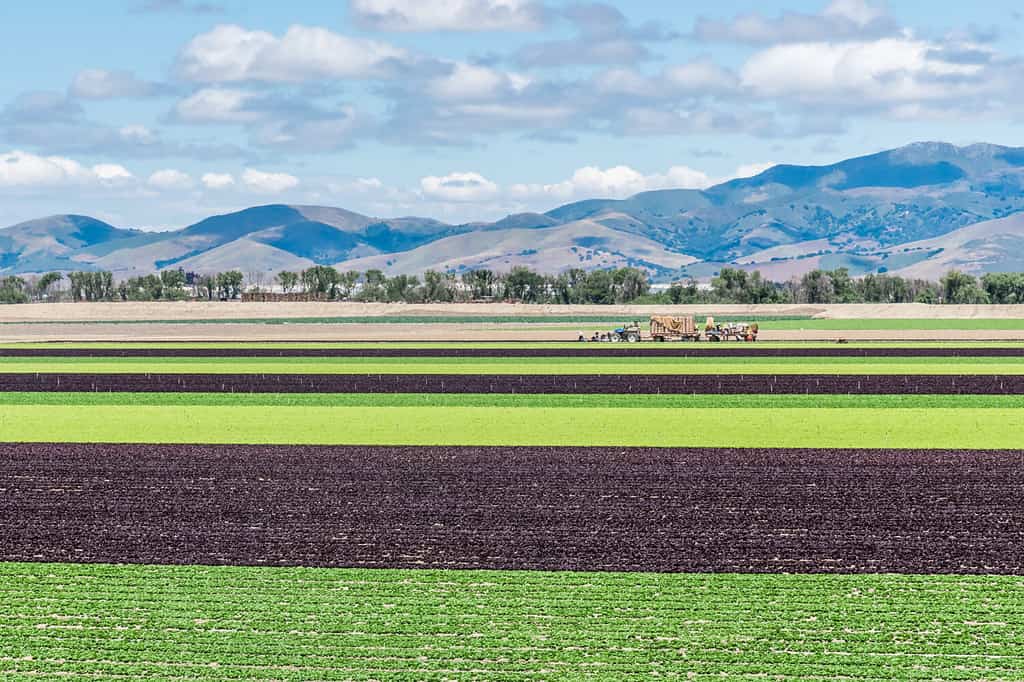 Colorful alternating rows of green and purple lettuce are harvested in the fields of the Salinas Valley of central California, with the Gabilan Mountains in the background. Lettuce harvest season.