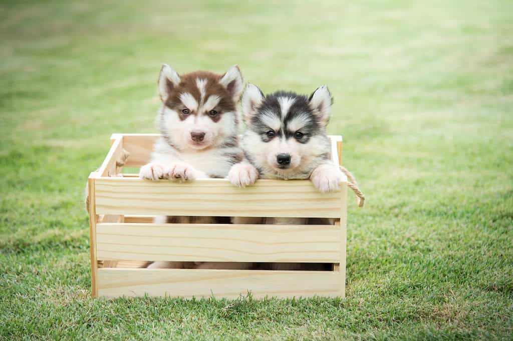 Cute siberian husky puppies playing in wooden crate on green grass