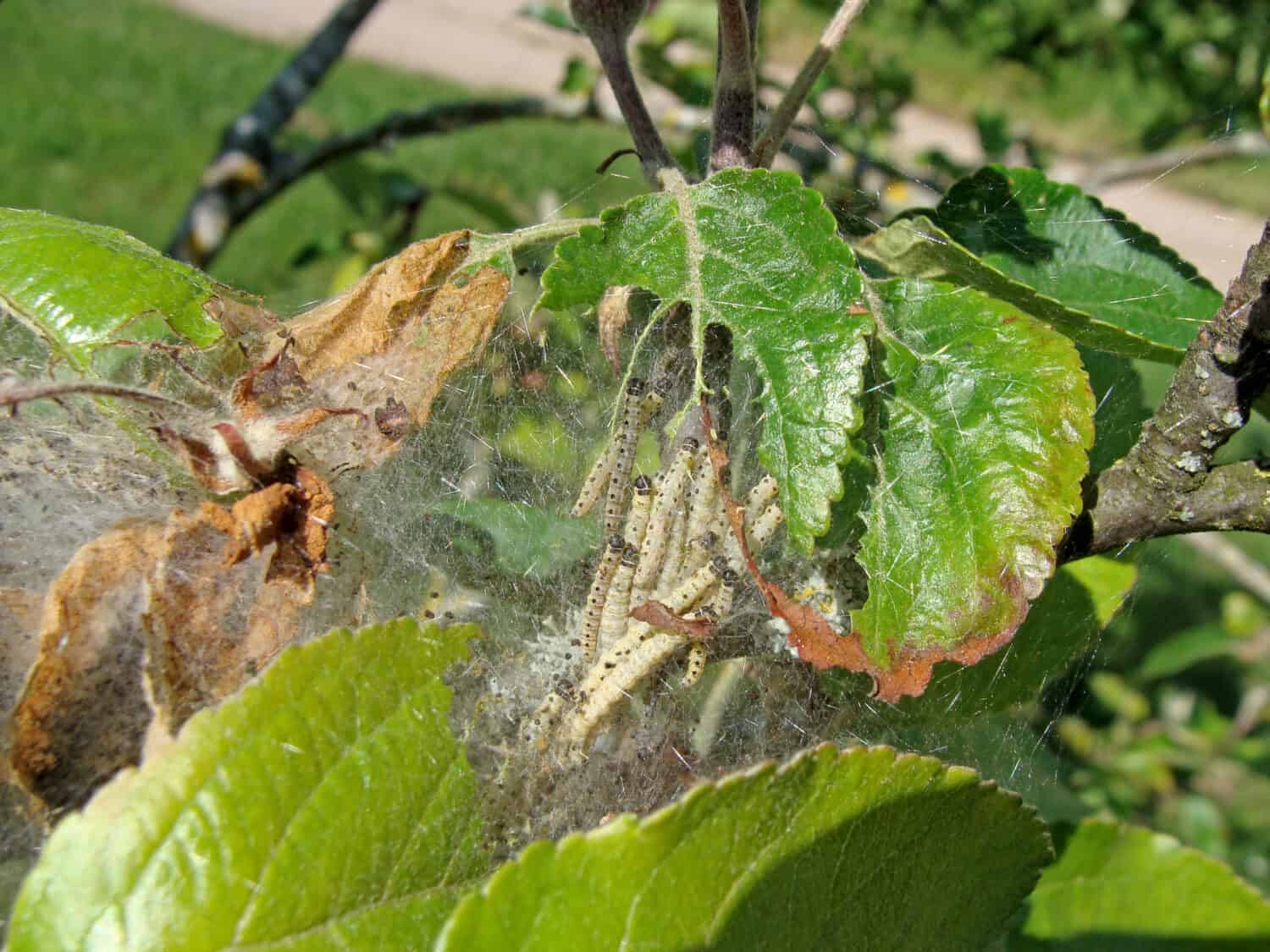 Yponomeuta malinellus or apple ermine moth larvae colony on apple tree in its web close up.