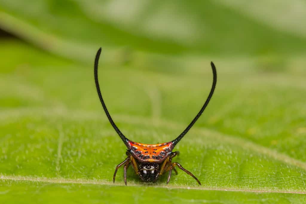 Majestic Macracantha Arcuata spider, adorned with gracefully curved spines and vibrant contrasting colors, a marvel of nature's design.