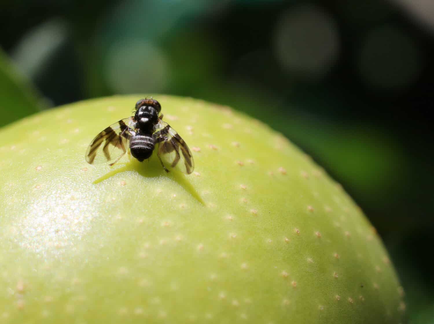 Apple Maggot Fly - Rhagoletis pomonella