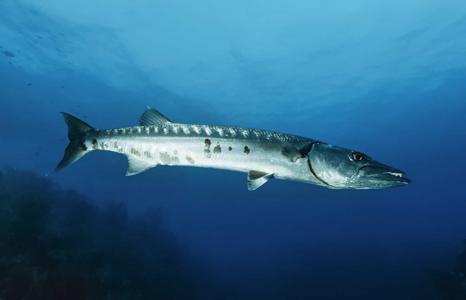 Caribbean Sea, Cuba, U.W. photo, great Barracuda (Sphyraena barracuda) - FILM SCAN