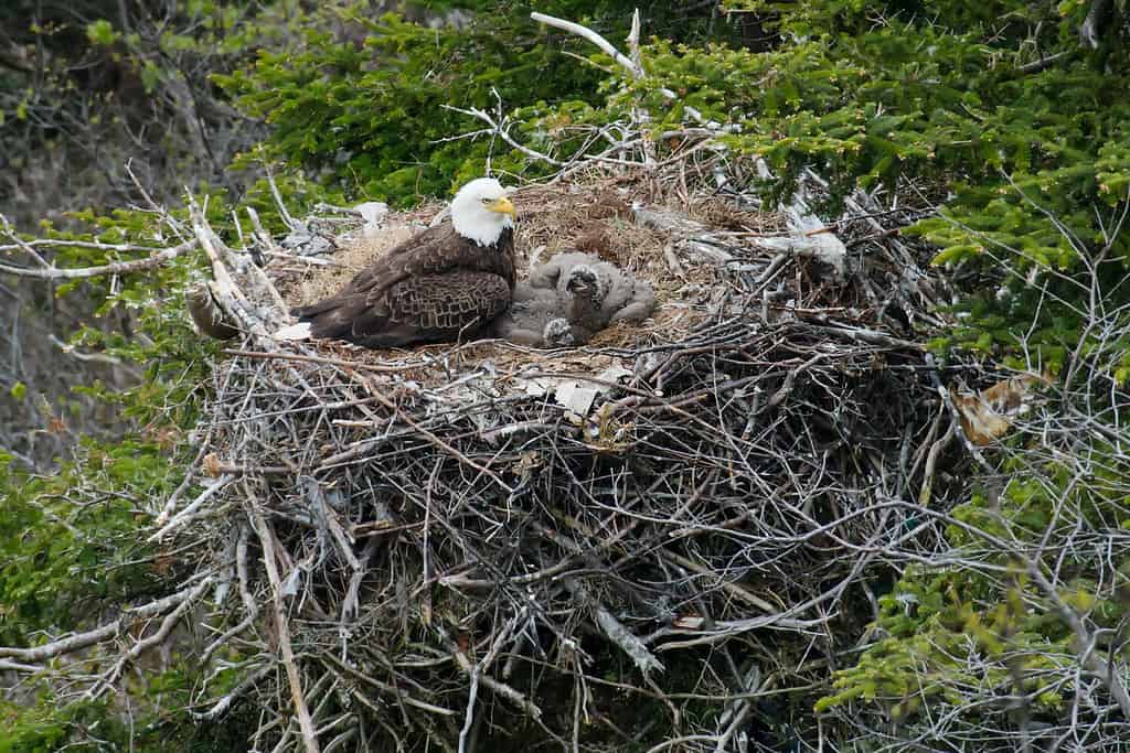 An adult Bald Eagle is standing guard over two chicks in a nest at the top of a tree on the side of a cliff. Signal Hill National Historic Site, St. John's, Newfoundland and Labrador, Canada.