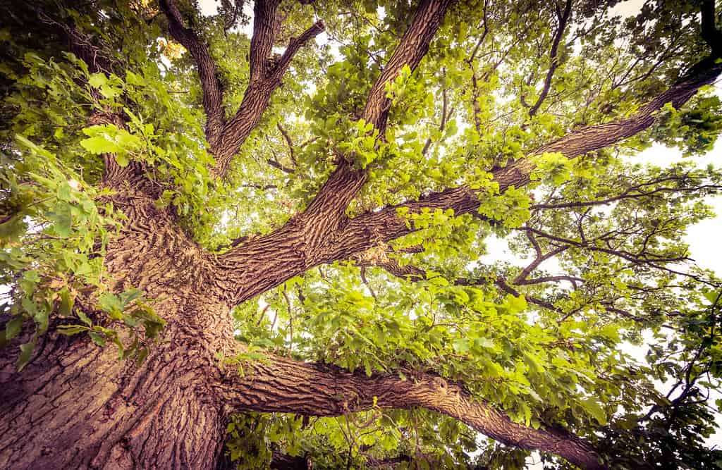 Bur Oak