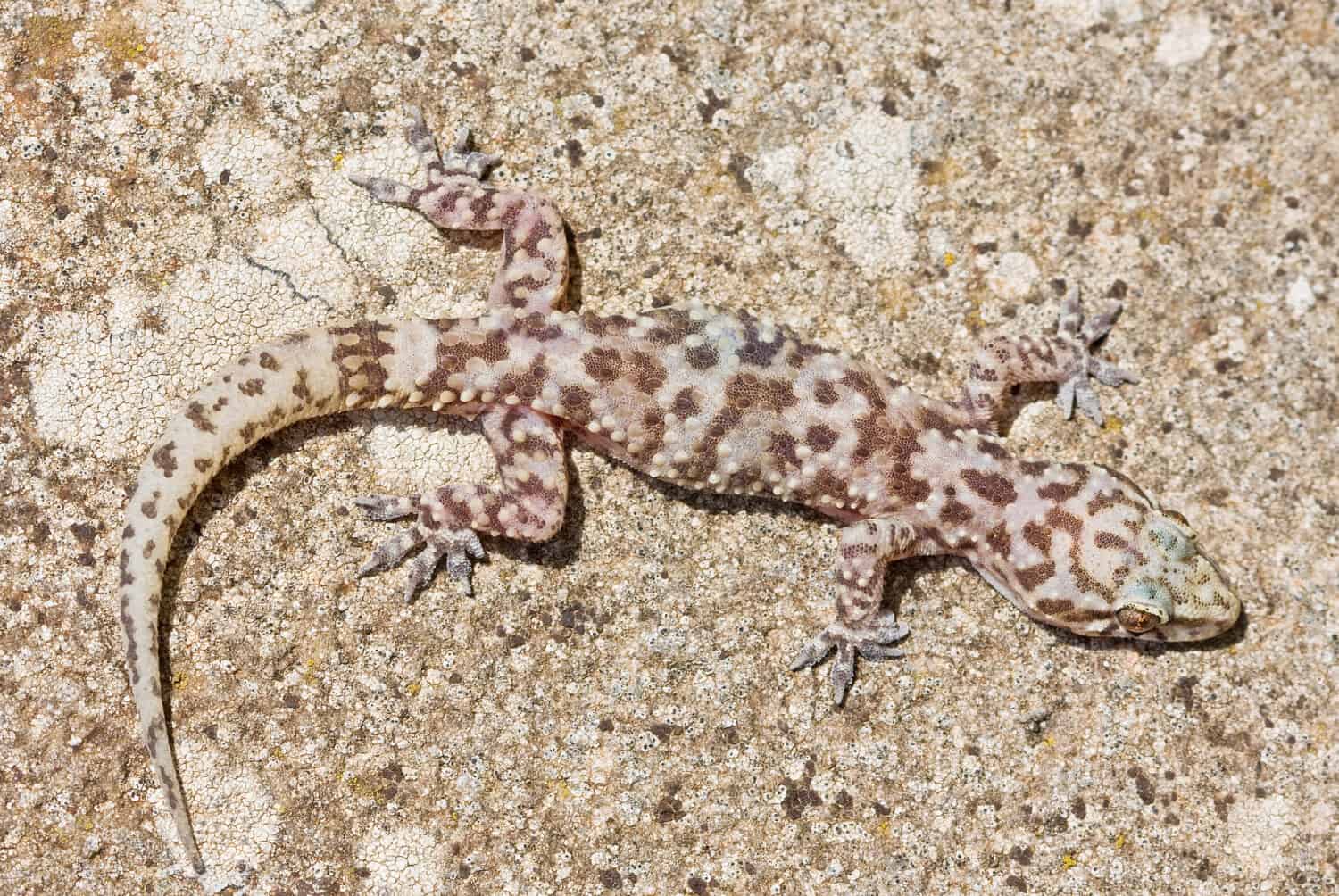 Mediterranean house gecko Hemidactylus turcicus on wall