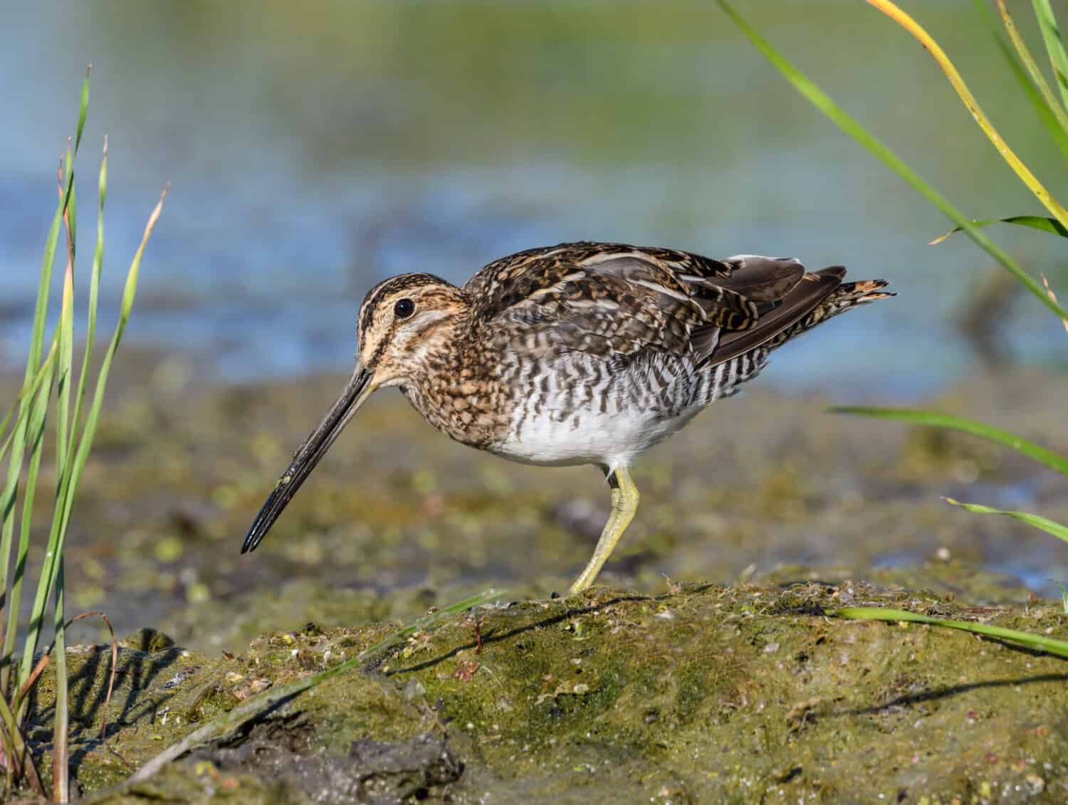 Wilson's Snipe