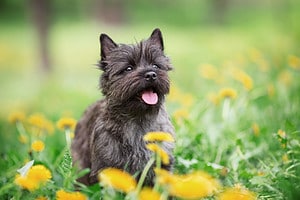 What Kind of Dog Is Toto from the Wizard of Oz? Breed Information, Pictures, and Facts Picture