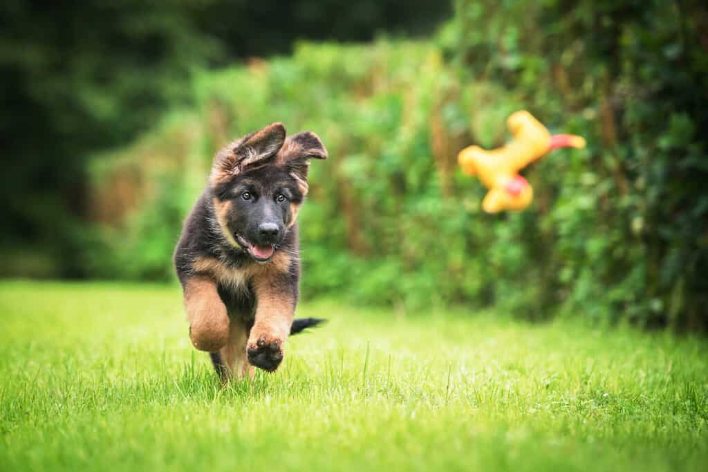 Happy german shepherd puppy playing with a toy