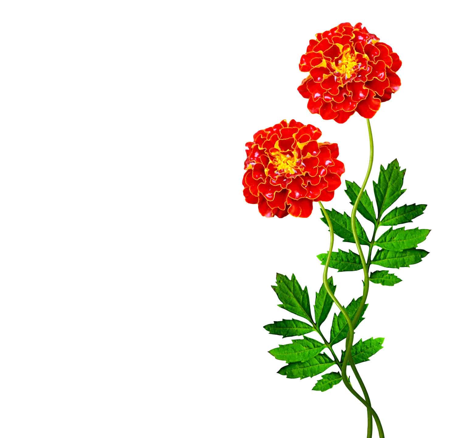 bright colorful flowers marigolds isolated on white background