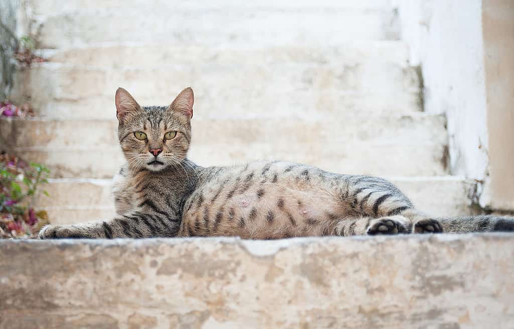 beautiful pregnant cat on a blurry background with stairs