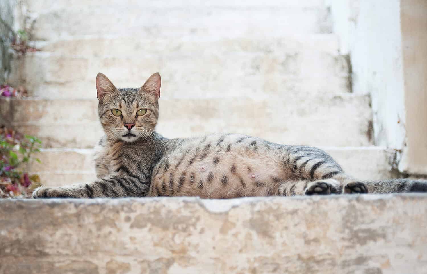 beautiful pregnant cat on a blurry background with stairs