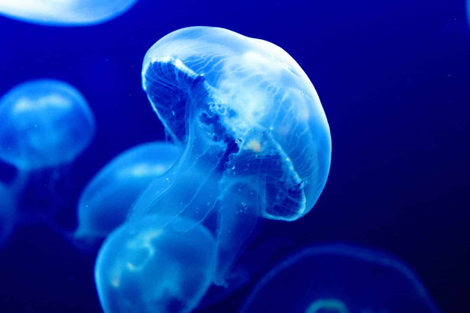 Jellyfishes Swimming In The Sea.