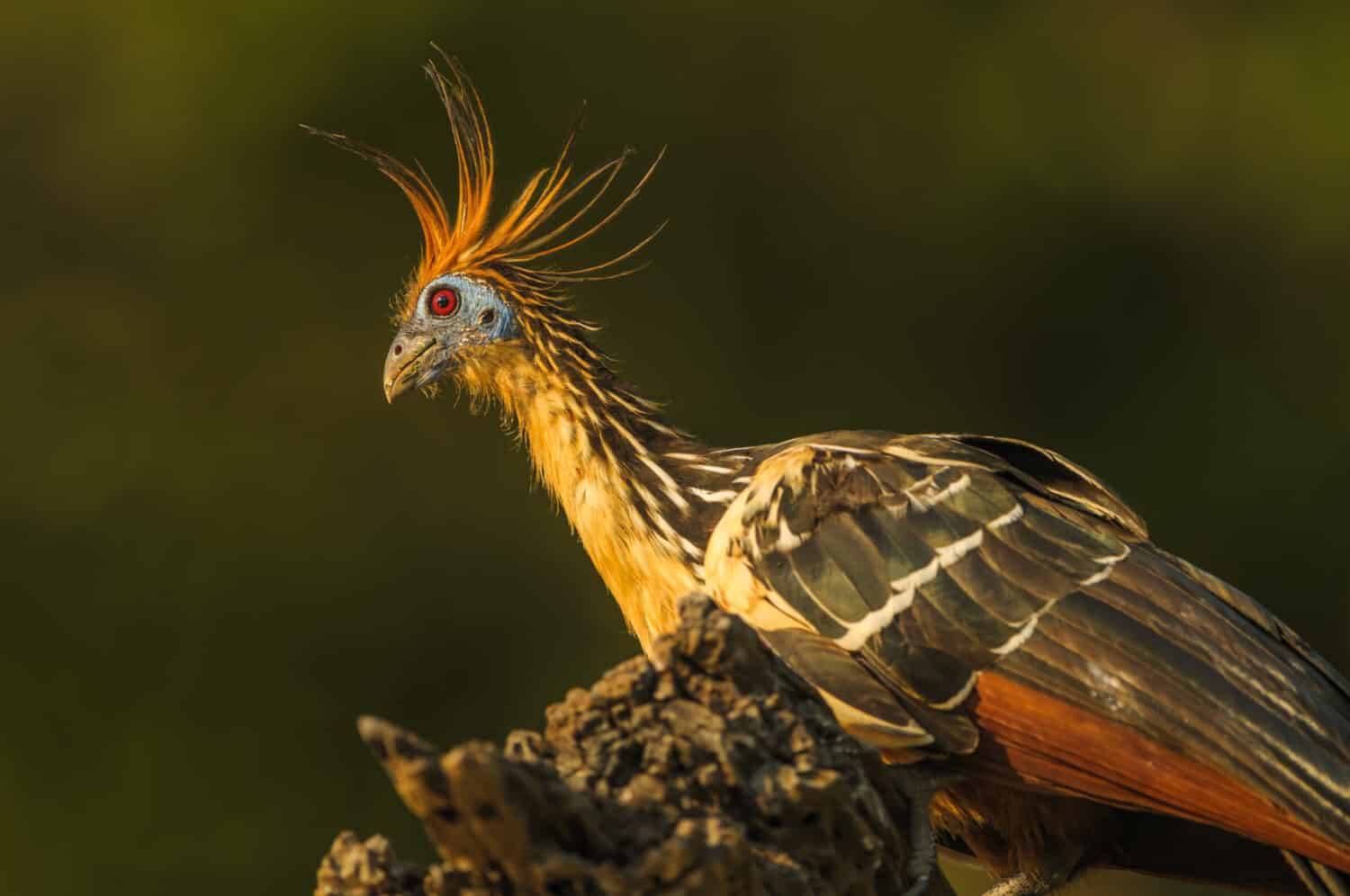 Hoatzin, endemic bird of the Amazon Region