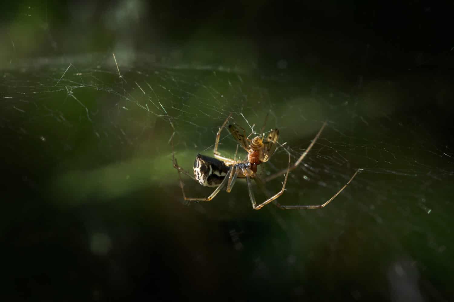 spider, sheet weaver (Linyphia triangularis) eats its prey in the net on a forest meadow, macro shot with copy space, selected focus and narrow depth of field