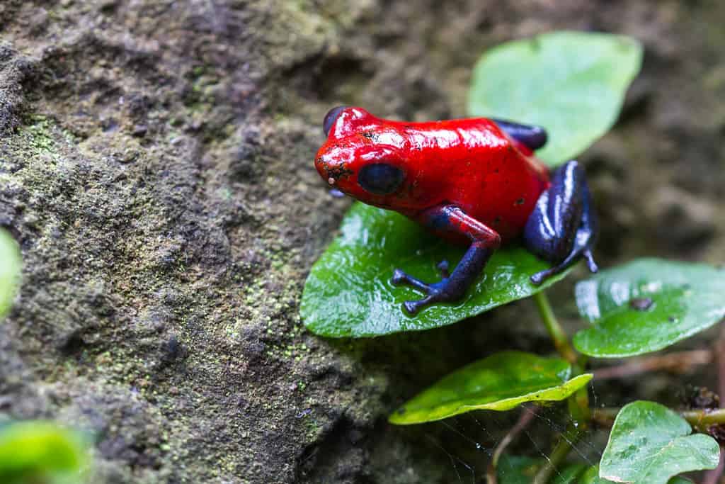 close up of a strawberry poison dart frog in the rain forest in Costa Rica