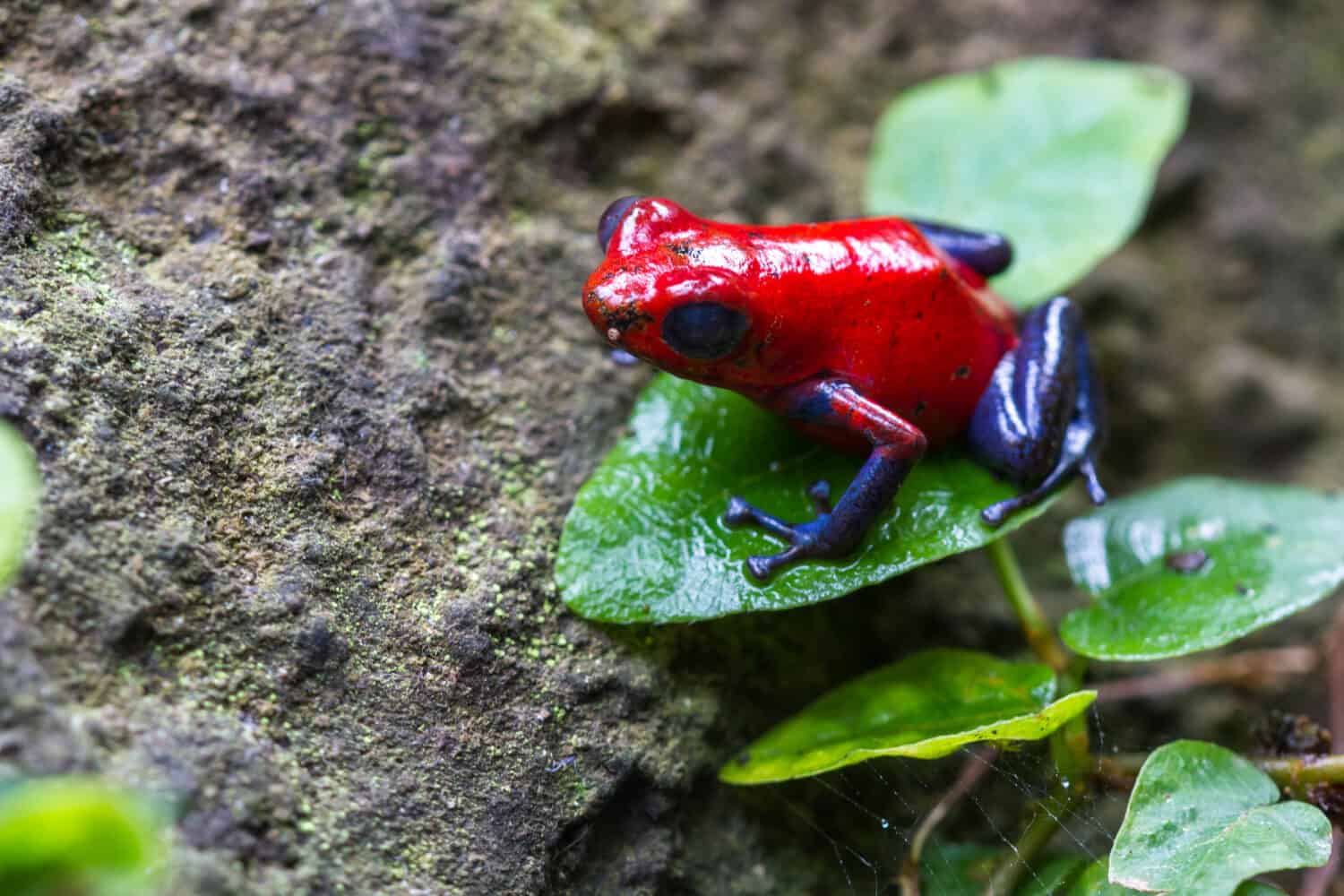 close up of a strawberry poison dart frog in the rain forest in Costa Rica