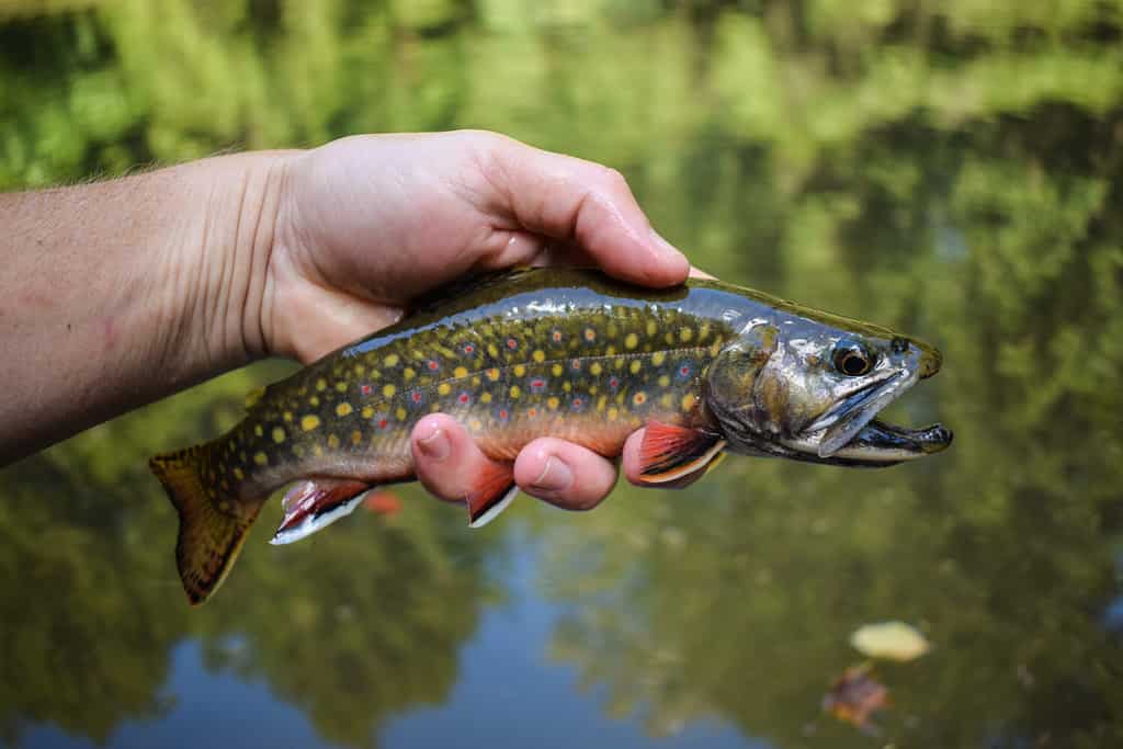 Three Apache Trout I got today in the White Mountains of Arizona. Got two  on some worms I dug up and one on salmon eggs. All caught and released. : r/ Fishing