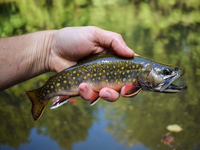 A Trout Quiz: What Do You Know?