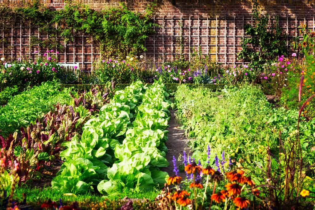 Vegetable garden in late summer. Herbs, flowers and vegetables in backyard formal garden. Eco friendly gardening