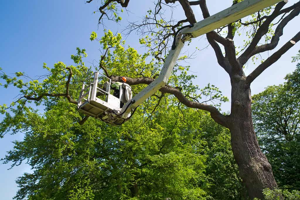 When Is The Best Time to Trim Trees: Tips and Tricks - A-Z Animals