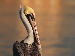 Where Do Pelicans Nest? Picture