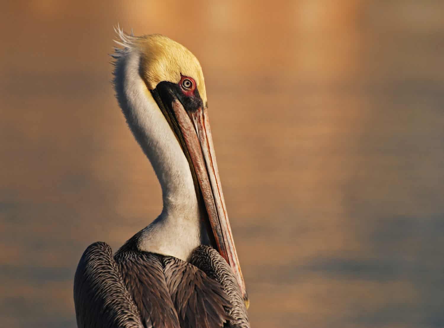 An image of a brown pelican