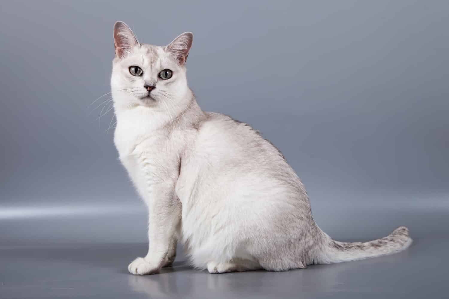 white short hair Burmilla breed cat sit at grey background