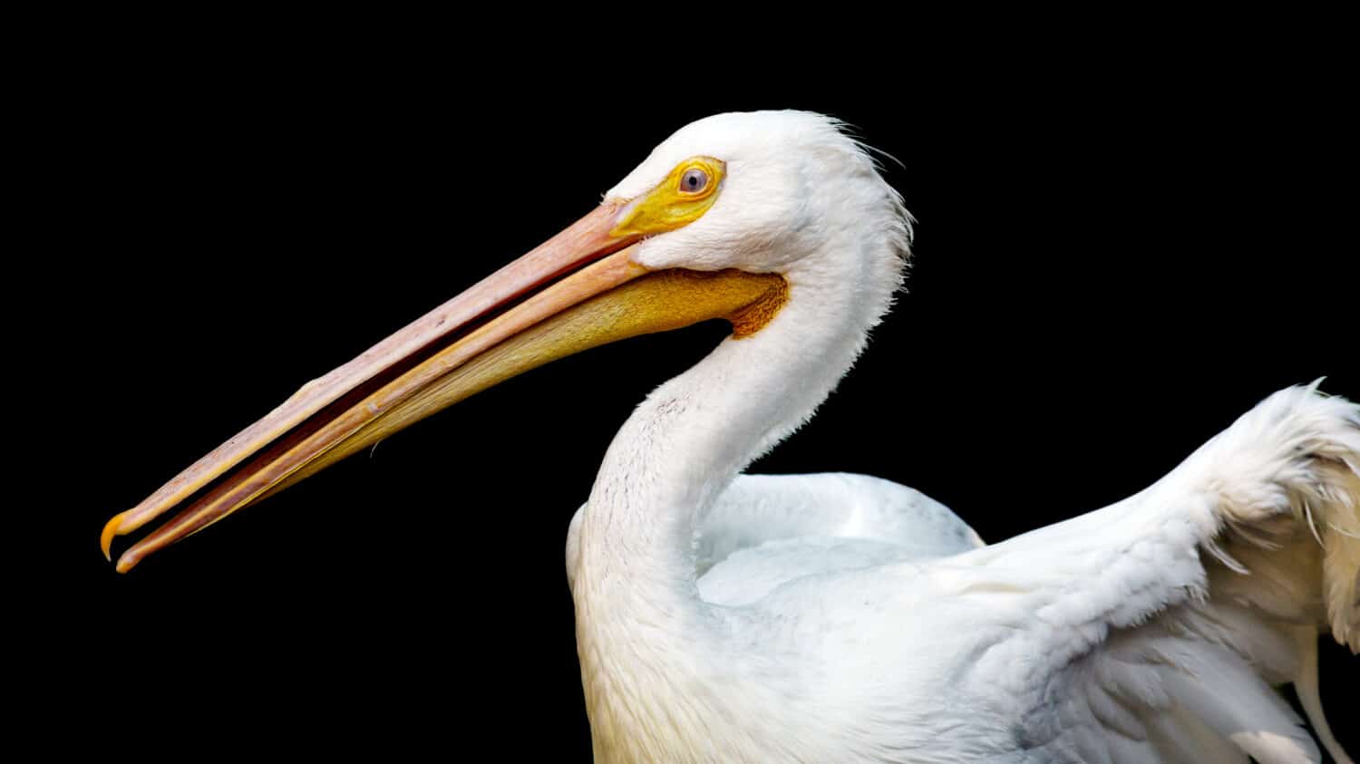Portrait of a American white pelican against a black background