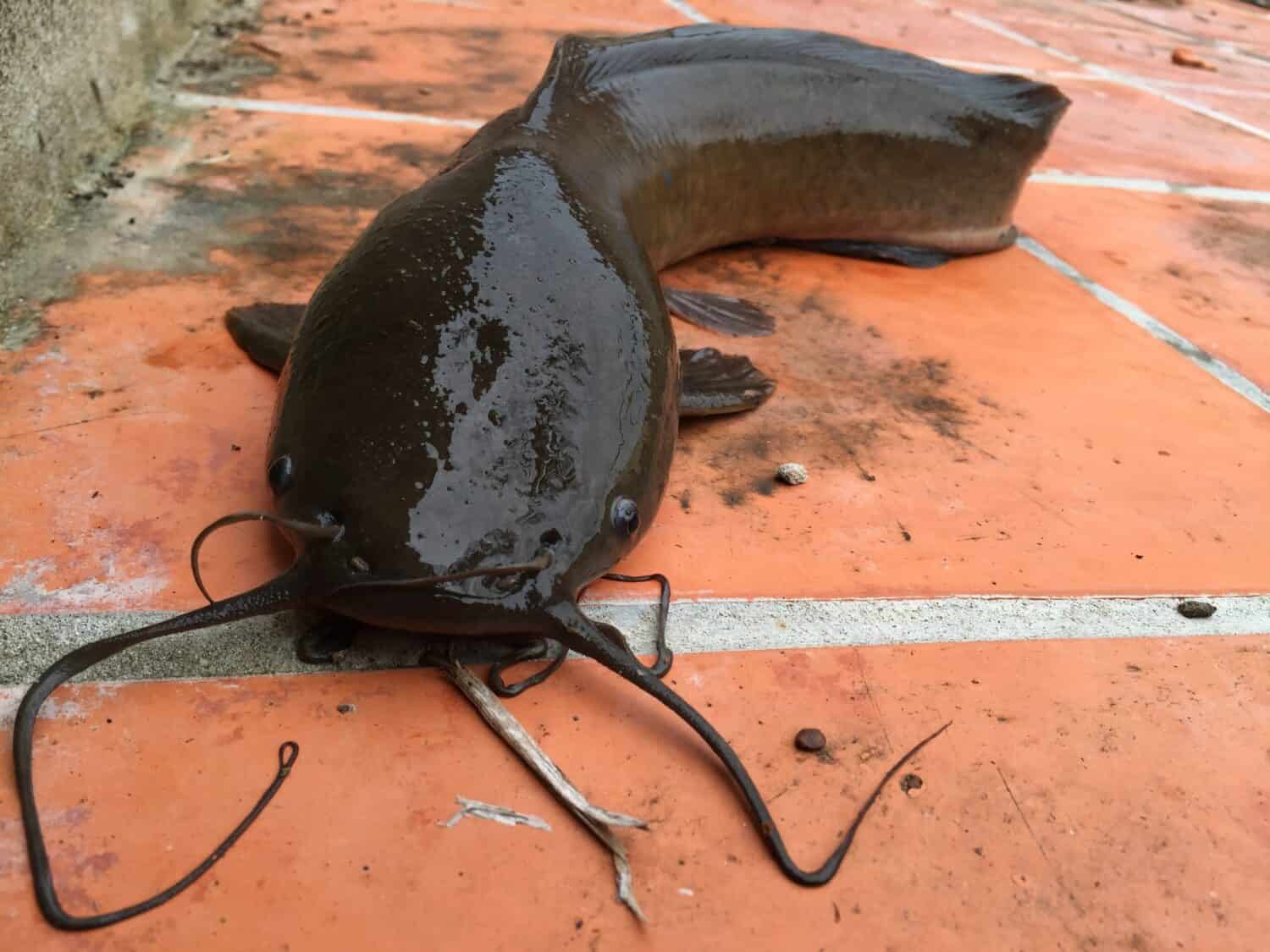 Walking catfish, Clarias batrachus