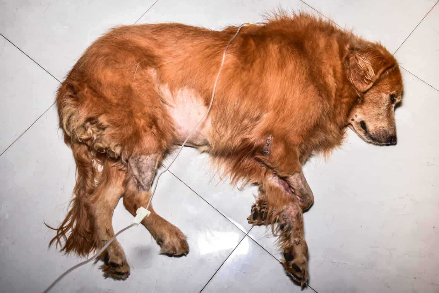 A canine warrior fighting against kidney disease, illustrating the impact of this chronic condition on a dog's health. 