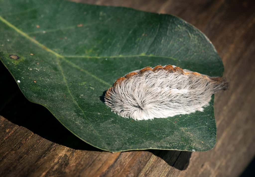 Caterpillar of the southern flannel moth on oak leaf. Venomous spines under the hairs can produce a very painful sting, which is why this is the most dangerous caterpillar in the United States.