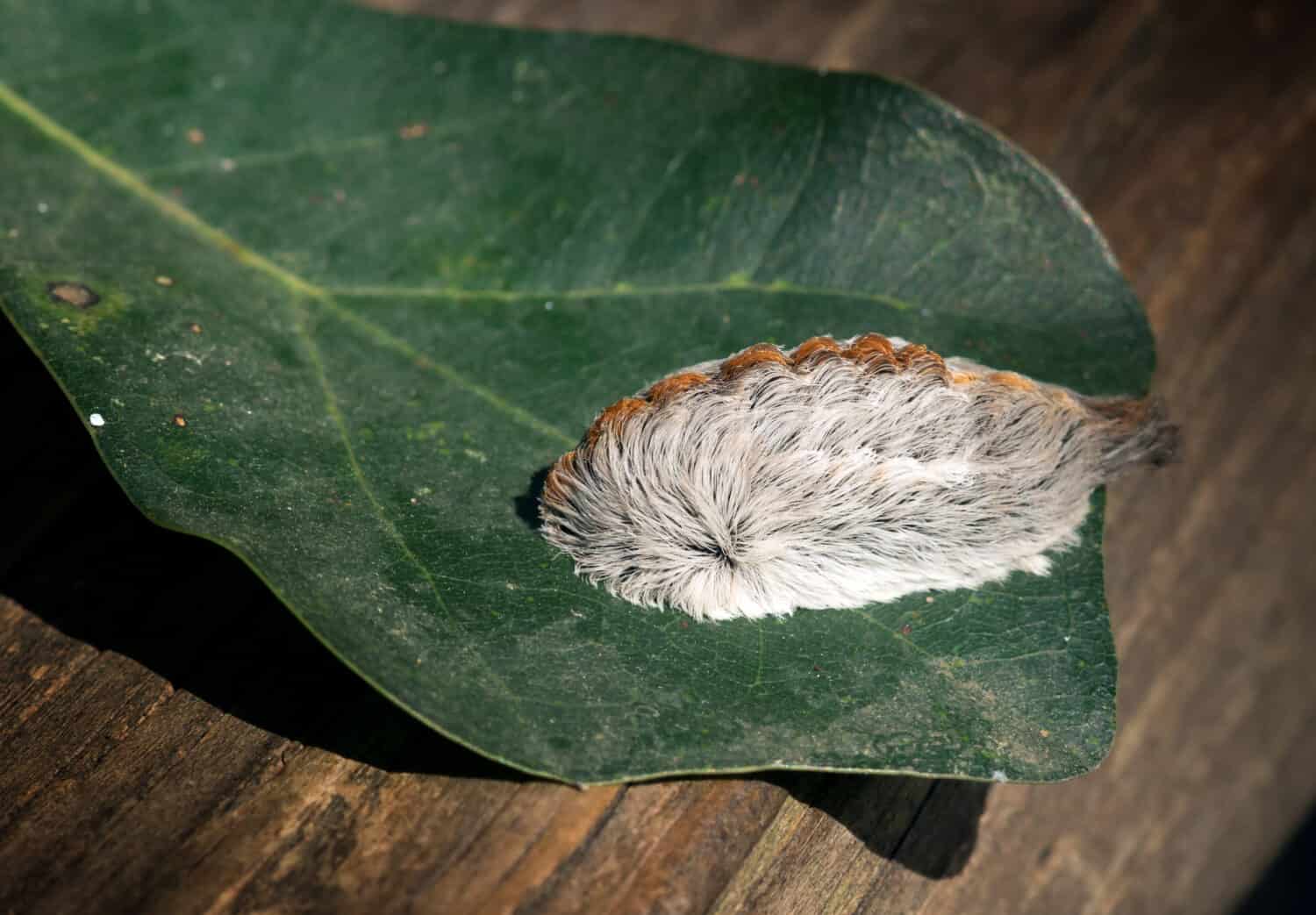 Caterpillar of the southern flannel moth on oak leaf. Venomous spines under the hairs can produce a very painful sting, which is why this is the most dangerous caterpillar in the United States.