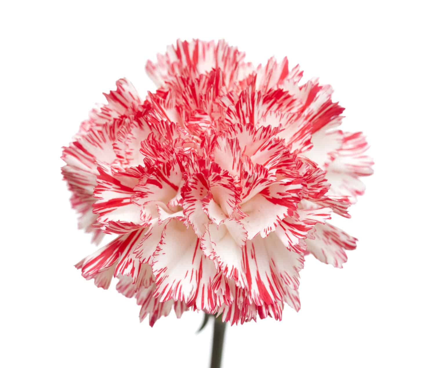 white and bright pink carnation isolated on white backgrond