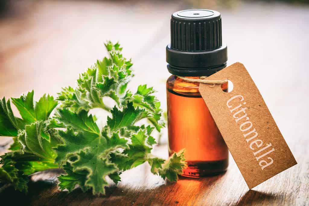 Mosquito repellent. Citronella essential oil and fresh leaves on wooden background. Tag with citronella text