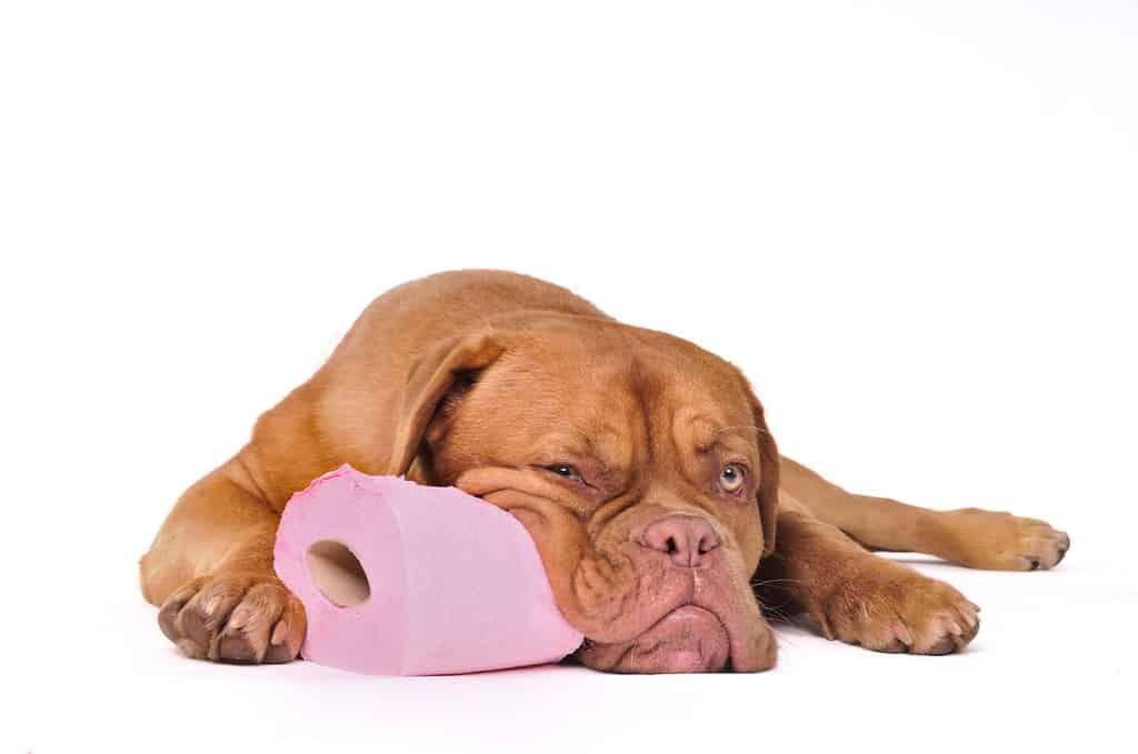 Is Your Dog Throwing Up White Foam? 10 Reasons and Treatments AZ Animals