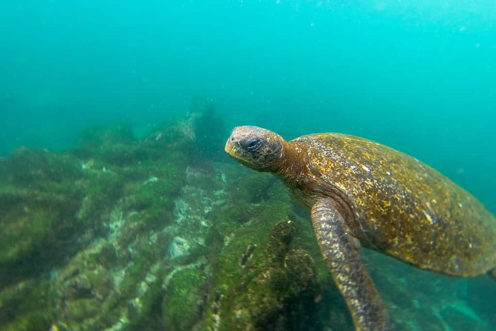 Sea turtle swimming underwater in the Galapagos Islands in Ecuador