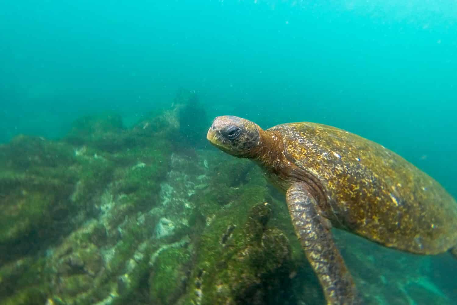 Sea turtle swimming underwater in the Galapagos Islands in Ecuador