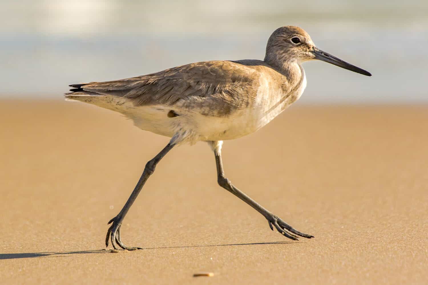 Shore Bird On the Sand