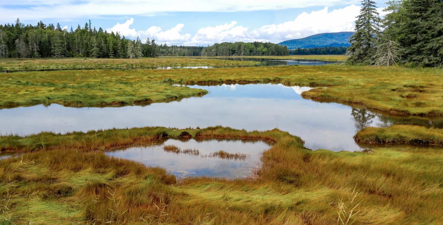 A view of grassy wetlands along the shoreline on Mount Desert Island, 