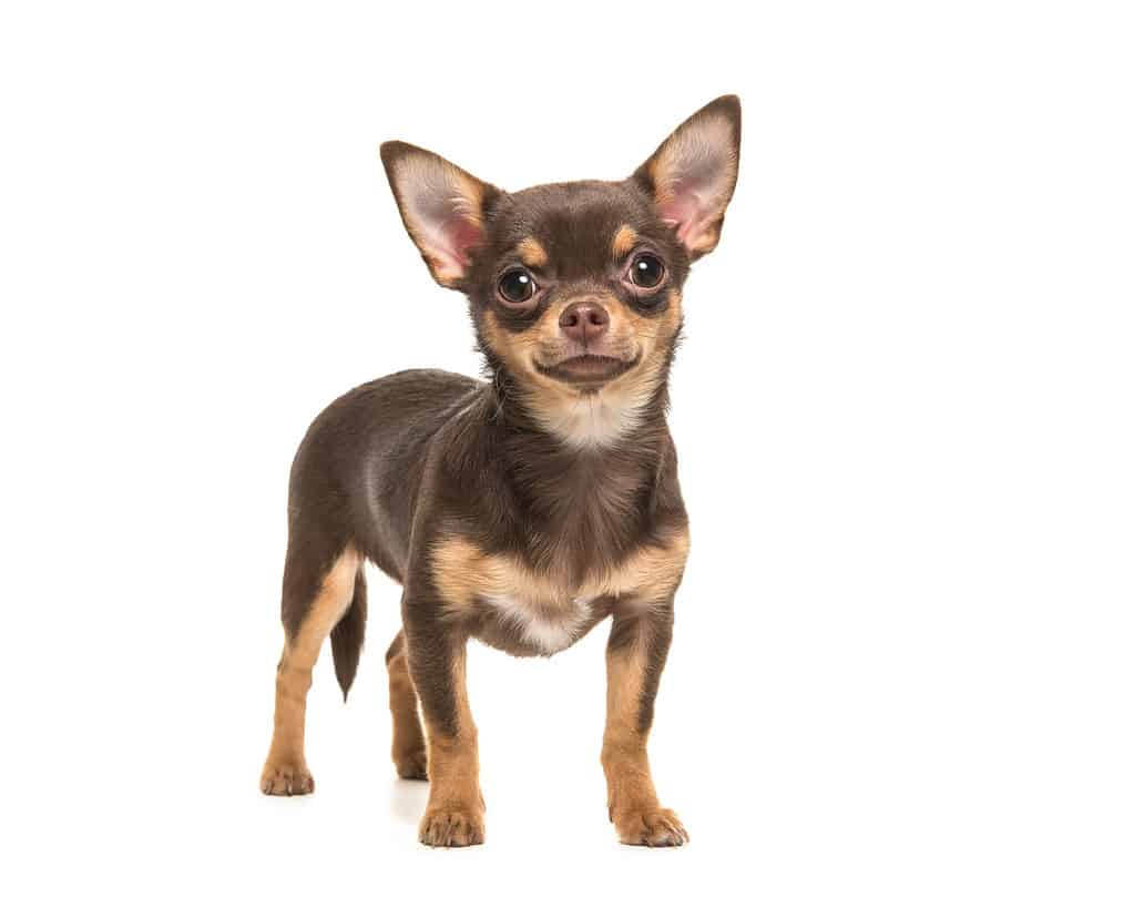 Pretty brown chihuahua dog standing and facing the camera isolated on a white background