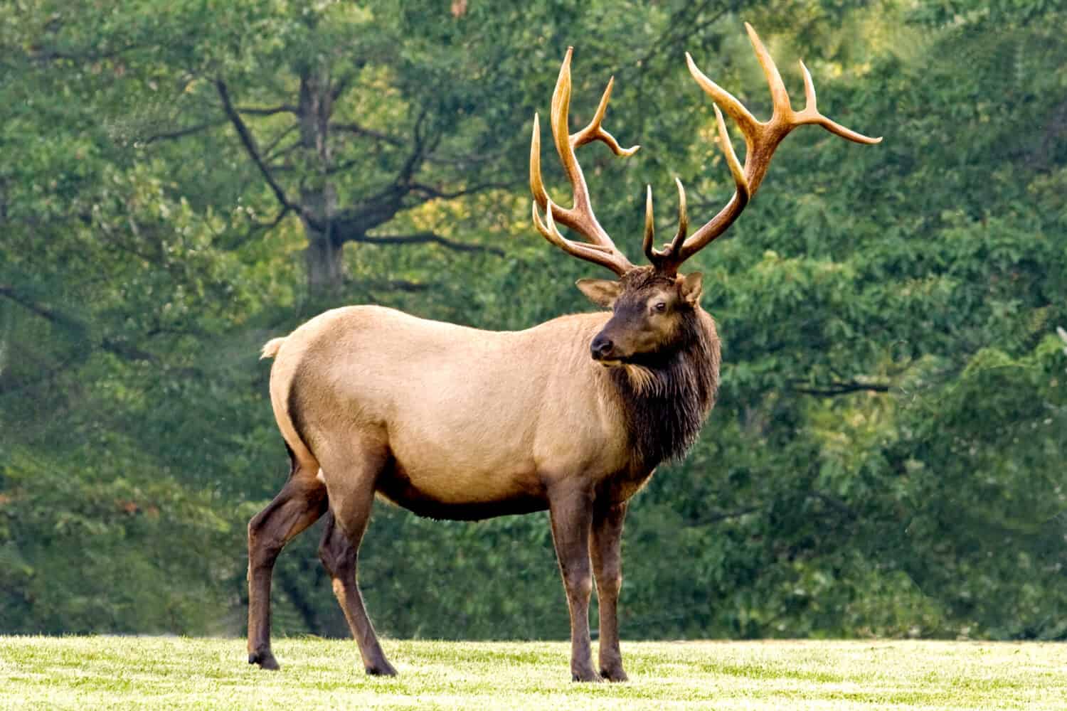 Serenade of the Wild: Revering the Noble Presence of an Elk in its Pristine Natural Realm.