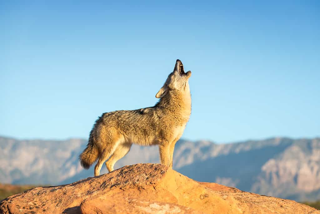 coyote standing on a rock formation howling with desert, mountains and blue sky in the background